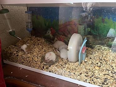 taxta qəfəs: Şüşə akvarium tipli qəfəsdə saxlanılan surian hamsterlər üçün tam — 1