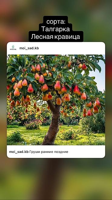 Другие декоративные деревья: Продаются плодовые все виды деревьев яблоня,персик,груша,слива итд а — 5