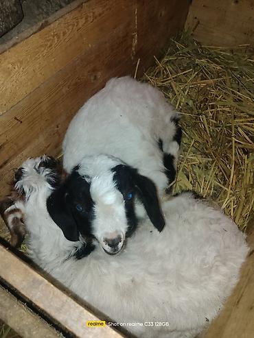 Козы, козлы: Продаю | Козлёнок | Зааненская | Для разведения at lalafo.kg — 1 Козы, козлы: Продаю | Козлёнок | Зааненская | Для разведения — 1