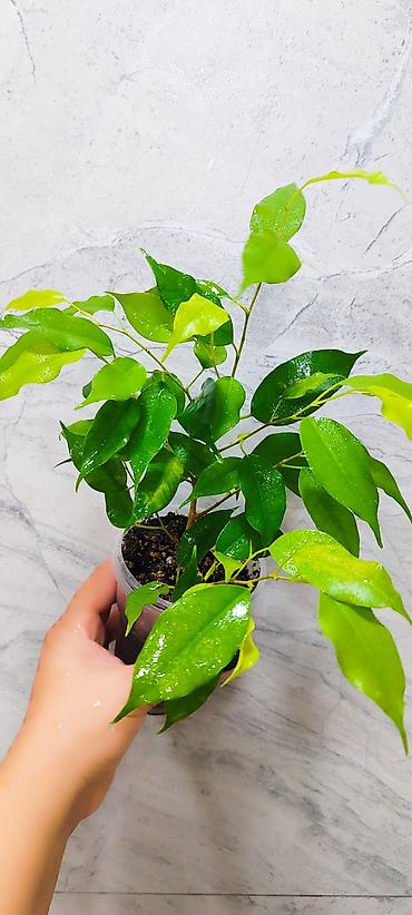 Бөлмө өсүмдүктөрү: Комнатные растения: 1) Спатифиллум Себастьян размер 1м20 см Цена 2000 — 5