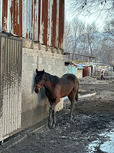 Лошади, кони: Продаю | Жеребец | Рабочий — 12