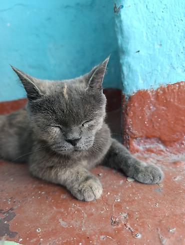 кошки сиамская: 1 год, Девочка, Метис — 3