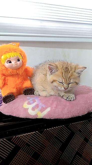 Pişiklər: Britan — 9