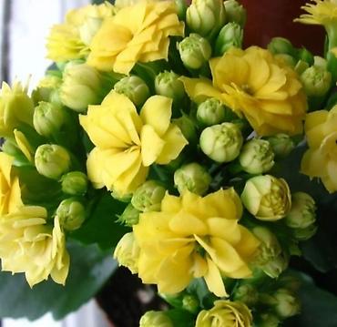 Другие товары для дома и сада: Продаю диффенбахии. Диффенбахия чистит воздух, помогая удалять из — 22