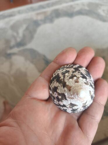 Digər ev dekoru: 1. Növ və nadirlik: • Soldakı və sağdakı hamar, qəhvəyi naxışlı — 7