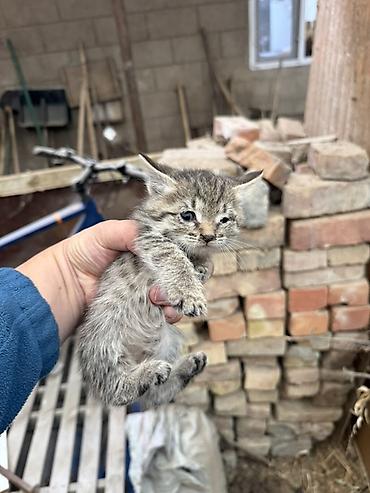 Табылган жана жоголгон мышыктар: Котята, домашние. Окрас: серо-белый (пятнистый) и тигровый (серый — 2
