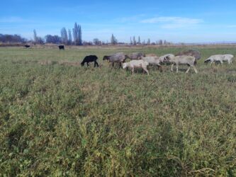 домашняя птица: Продаю | Ягненок | Полукровка | Для разведения | Кастрированные, Ярка