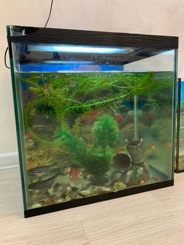 akvarium qızdırıcı: 40x29sm ölçüsündə akvarium, tam salamat vəziyyətdə. İçindəki