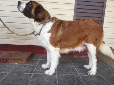 Вязка собак: Вязка: Самец, 2 года, С прививкой, С родословной — 10