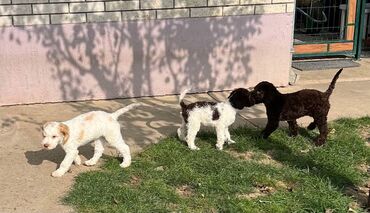 Psi: Nasa odgajivacnica lagotto romagnolo pasa A GANG OF LAGOTTA FCI 7244 — 2