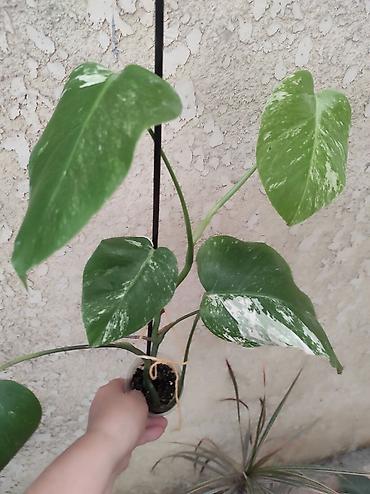 Монстеры: Монстера Альба Монстера Тайское Созвездие, черенки и взрослые цены — 21