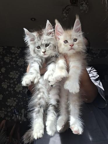 кошки джалал абад: Породистые котята мейн‑кун - Возраст: котята, крупного формата с — 7