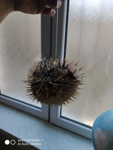 Digər ev dekoru: Рыба -еж рыба-шар чучело в наличии 2 шт — 4