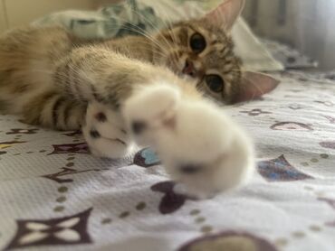 шотландская вислоухая кошка цена: 1 год, Девочка, Приучена к лотку, Проглистована
