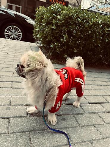 İtlər: Pekines, 1 il, Erkək, Peyvəndli — 5
