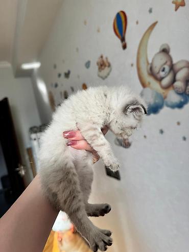 Кошки: Золотая шиншилла, Самец, Самка — 4