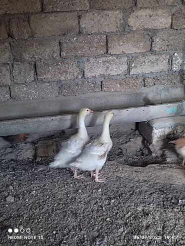 İtlər: Tam sağlam problemsiz cütdüler 50 gunlûk ünvan hövsan
