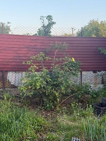 Продажа дачи: Продается дача в 14 км от Канта. За селом Интернациональное. Дача — 13