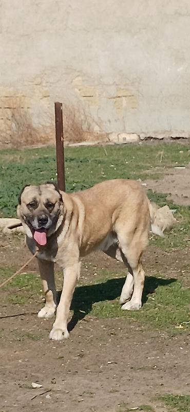 İtlər: Kanqal, 4 il, Erkek — 1