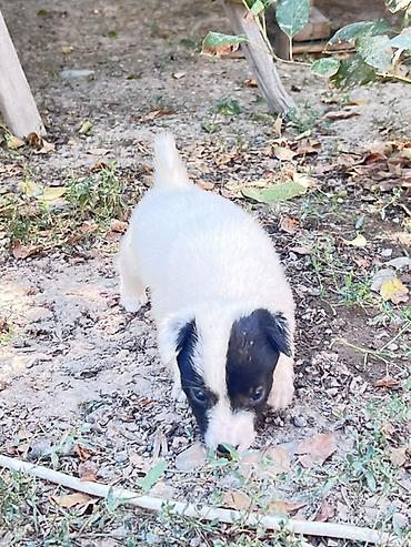 собаки для охоты: Кучукторго уй керек🐶Бишкек новопавловка — 3