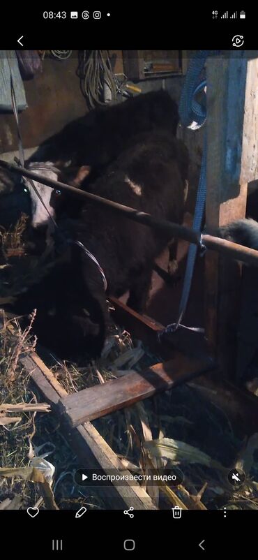 сельскохозяйственные животные продажа: Сатам | Уй (ургаачы) | Бордоп семиртүү үчүн | Байланган