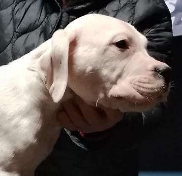 Psi: Dogo argentino Prelepi štenci uredno vakcinisani i očišćeni od na lalafo.rs — 8 Psi: Dogo argentino Prelepi štenci uredno vakcinisani i očišćeni od — 8