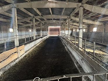 гараж продаю: Сдаю Ферма, 100 голов, 150 соток, Электричество, Водопровод — 2