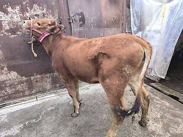 Коровы, быки: Продаю | Тёлка | Для разведения | Привязанные — 18