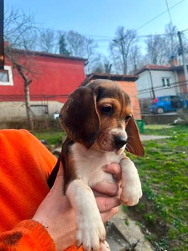 Psi: Bigl štenci Prodajem prelepe rasne štence rase Bigl, oštenjene — 8