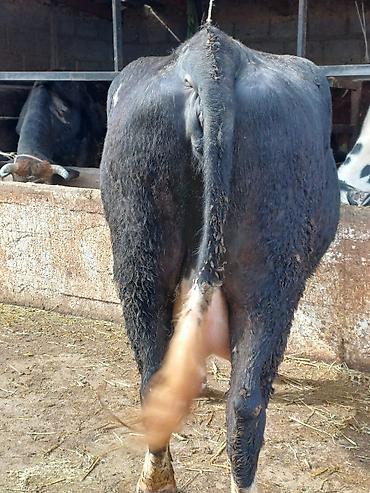 Коровы, быки: Продаю | Корова (самка) | Для молока | Привязанные — 9