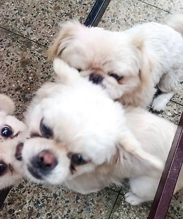 dekorativ dovşan: Pekines, 3 ay, Erkək, Peyvəndli — 3