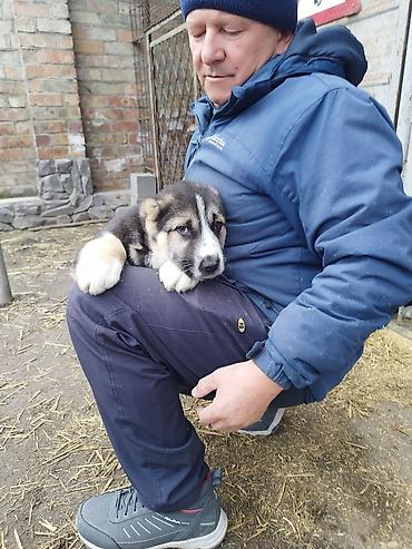 Продажа собак: Шикарные Щенки САО . Среднеазиатской Овчарки ХОРОШИХ БОЙЦОВСКИХ — 13