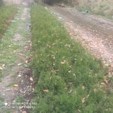 Декоративные деревья: Саженцы деревьев: Туи, Платная доставка, Самовывоз — 3