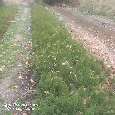 Thuja seedlings: Туя западная (Thuja occidentalis) для живых изгородей и озеленения — 10