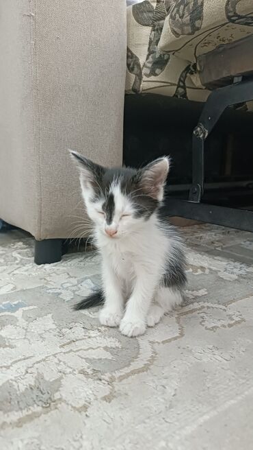 котята в добрые руки: Кошка даром: Беспородная, 2 месяца, Мальчик