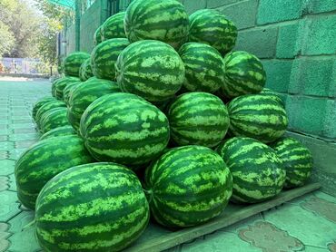 цена мясо в бишкеке сегодня: Дарбыздар Өзү алып кетүү