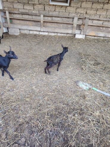Keçi, çəpiş: Salam hər kəsə. 4 İspan sortu mursiyano və 1 erkək hələb satılır — 9