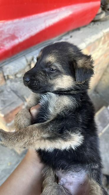 Животные: Щенок, мама немецкая овчарка папа полу — 3