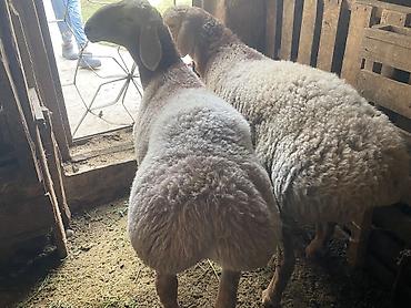Продам с/х животных: Продаю | Баран (самец) | Полукровка, Арашан | На забой, Для разведения | Племенные, Осеменитель — 2