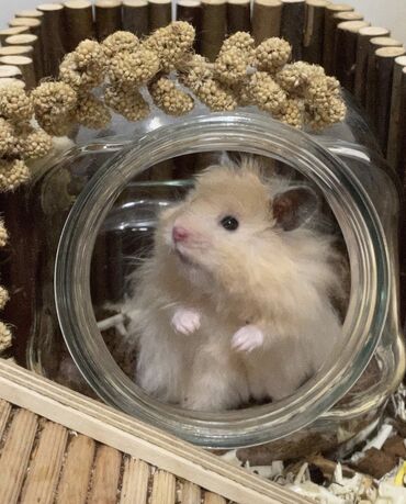 Хомяки: Продаются хомячки джунгарские, сирийские, ангорские пушистые хомячки — 11