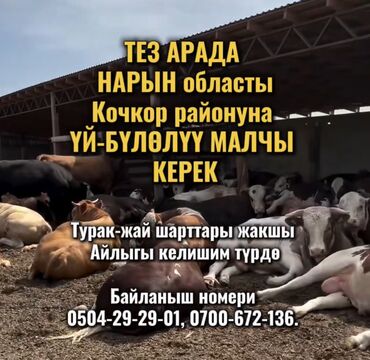ищу работу кафе: Требуется Скотник, Оплата Сдельная