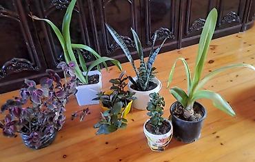 plastik su çəni: Gül dibcək hamsı bir yerde 10 manata — 2
