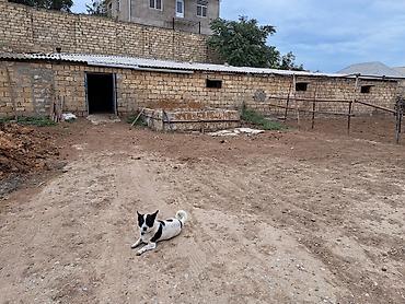 cucə və xoruz təmsil: Mal-qara üçün hazır ferma tövləsi QIYMETI RAZILASMAQ YOLU ILE 40 bas — 2