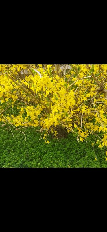 Садовые цветы и кустарники: Саженцы цветка — 13