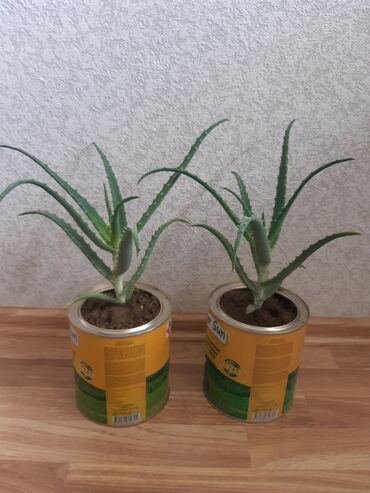 алоэ пайдасы: Əzvay birkisi. (aloe) Müalucəvidi. Bir ədədi 4 manatdır