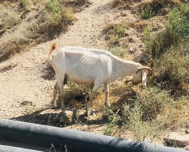 Digər kənd təsərrüfatı heyvanları: Cəmisi 16 sani keçisidir onlardan 6 tısı erkek 10 dişi hal hazırda — 13