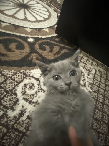 дом для котов: Британ кыска жүндүү, 2 айлык, Эркек, Боз, Лотокко барууга үйрөтүлгөн