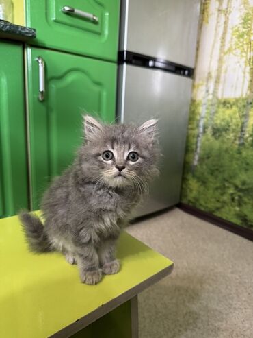 восточная ориентальная кошка: Кошка даром: Скотиш Страйт (Шотландская прямоухая), Девочка