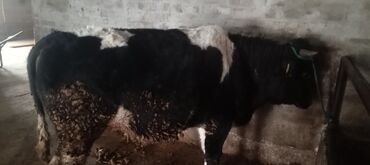 Коровы, быки: Продаю | Бык (самец) | Алатауская | На откорм, Для разведения — 10