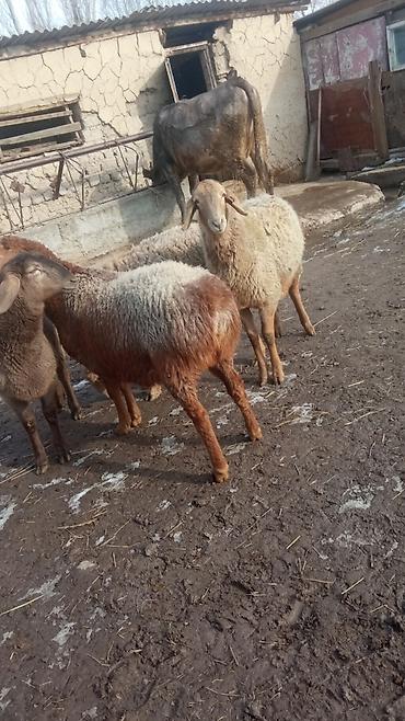 Баран, овца: Продаю | Овца (самка) | Полукровка | Для разведения | Матка — 11